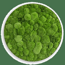 Озеленение мхом - Студия Фитодизайна