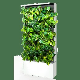 Вертикальное озеленение - Студия Фитодизайна