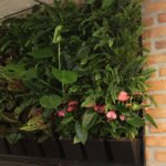 Композиции из живых растений на стене в шоу-руме