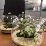 Корпоративный заказ, флорариумы 100 шт, подарки партнерам компании Monsanto