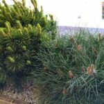 Растения в кашпо на террасе