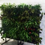 Фитостена для аренды