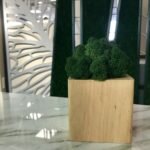 Озеленение мхом