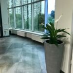 Растения в кашпо