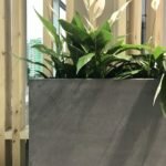 Растения в кашпо