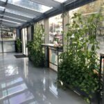 Растения в Кашпо