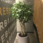 Растения в горшках для ресторана, базовое озеленение